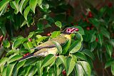 Australasian Figbird